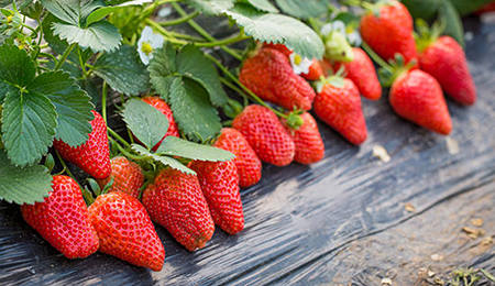 白鹤草莓